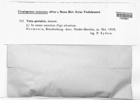 Valsa pustulata image